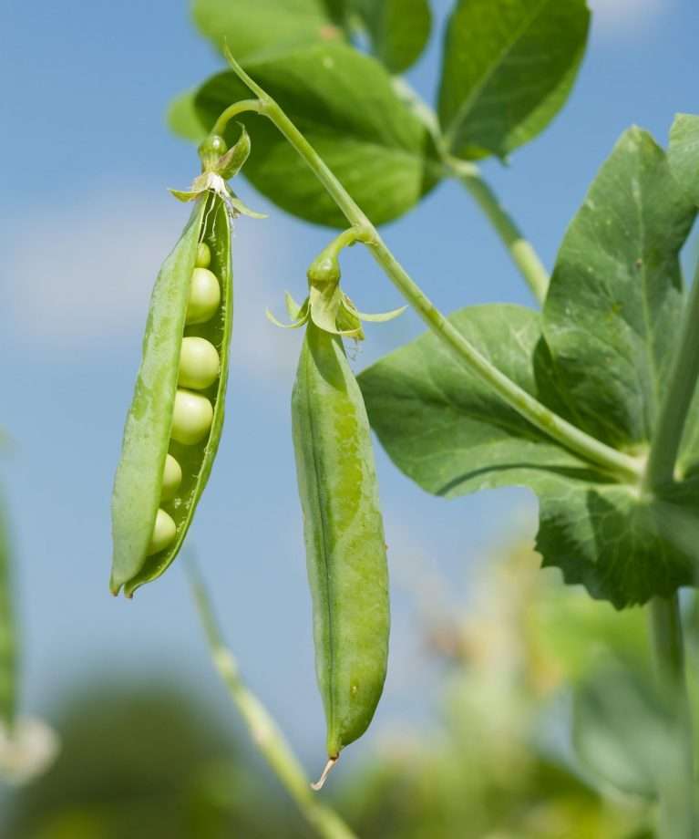 Pea Sprouts for Healthy Hair Products