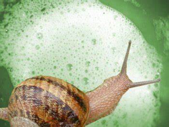 Snail mucin for skin, snail secretion filtrate