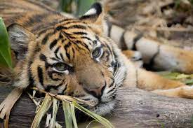 Sumatran Tiger Conservation