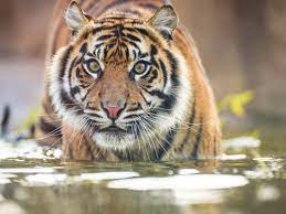 Sumatran Tiger Conservation