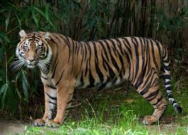 Sumatran Tiger Conservation