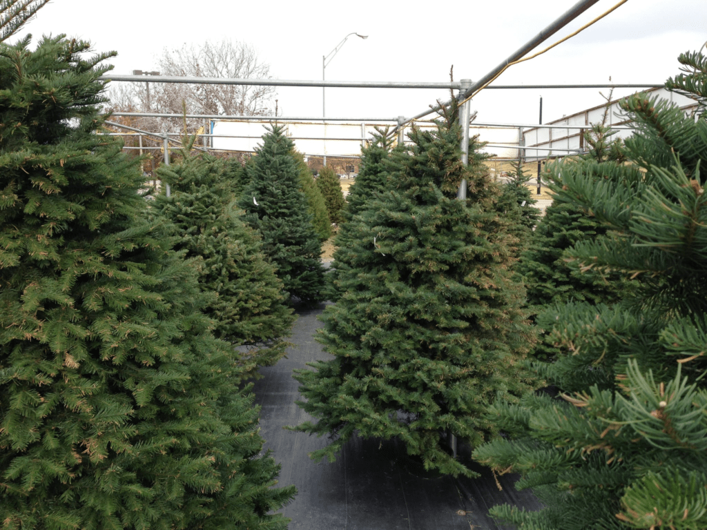 Natural Christmas Trees 