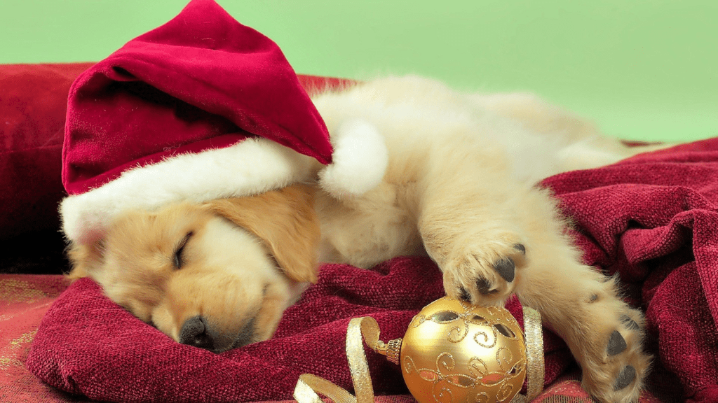 Sleeping puppy wearing santa hat